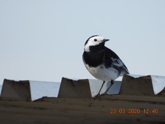 Motacilla alba yarrellii