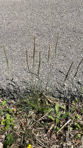 Plantago holosteum