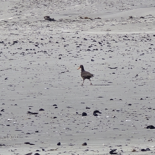 iNaturalist image