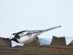 Motacilla alba yarrellii