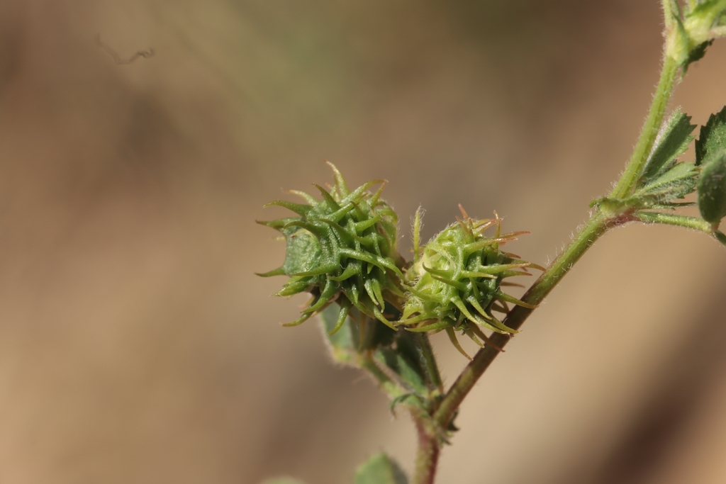 Medicago truncatula; photograph (c) Noé Fleury Frouart, some rights reserved (CC BY)