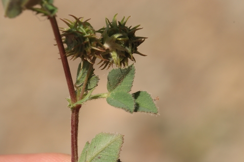 Medicago truncatula, photograph 2
