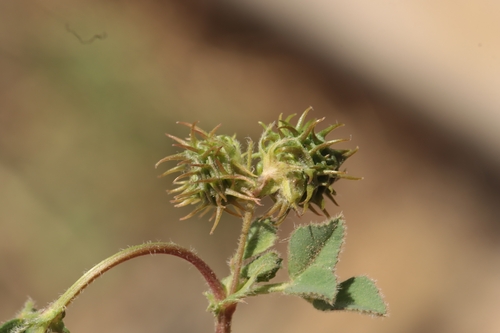 Medicago truncatula, photograph 3