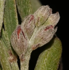 Indigofera candicans