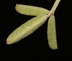 Indigofera candicans