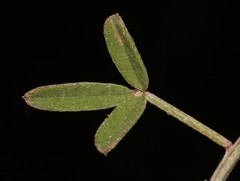 Indigofera candicans