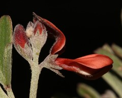 Indigofera candicans