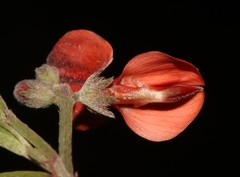 Indigofera candicans