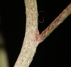 Indigofera candicans