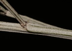 Indigofera candicans