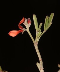 Indigofera candicans