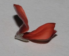 Indigofera candicans