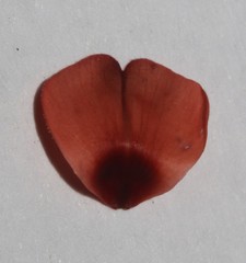 Indigofera candicans