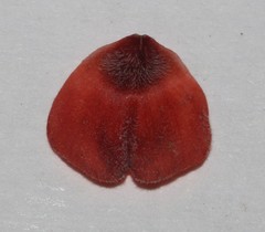 Indigofera candicans