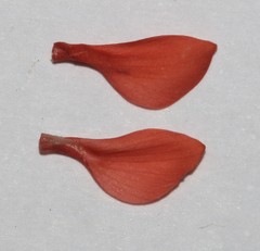 Indigofera candicans