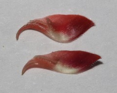 Indigofera candicans