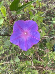 Ipomoea indica