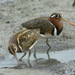 Painted-Snipes - Photo (c) Davis Kwan, some rights reserved (CC BY-NC)