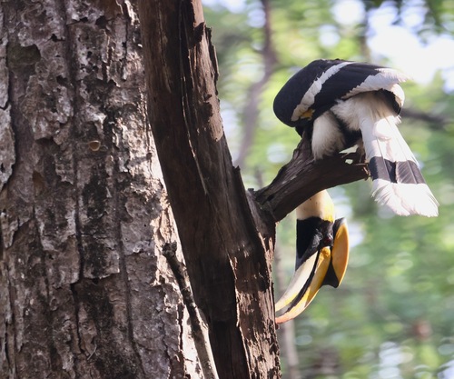 Great Hornbill