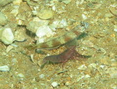 Amblyeleotris latifasciata