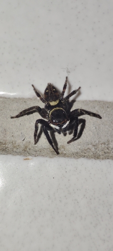 Adanson's House Jumper