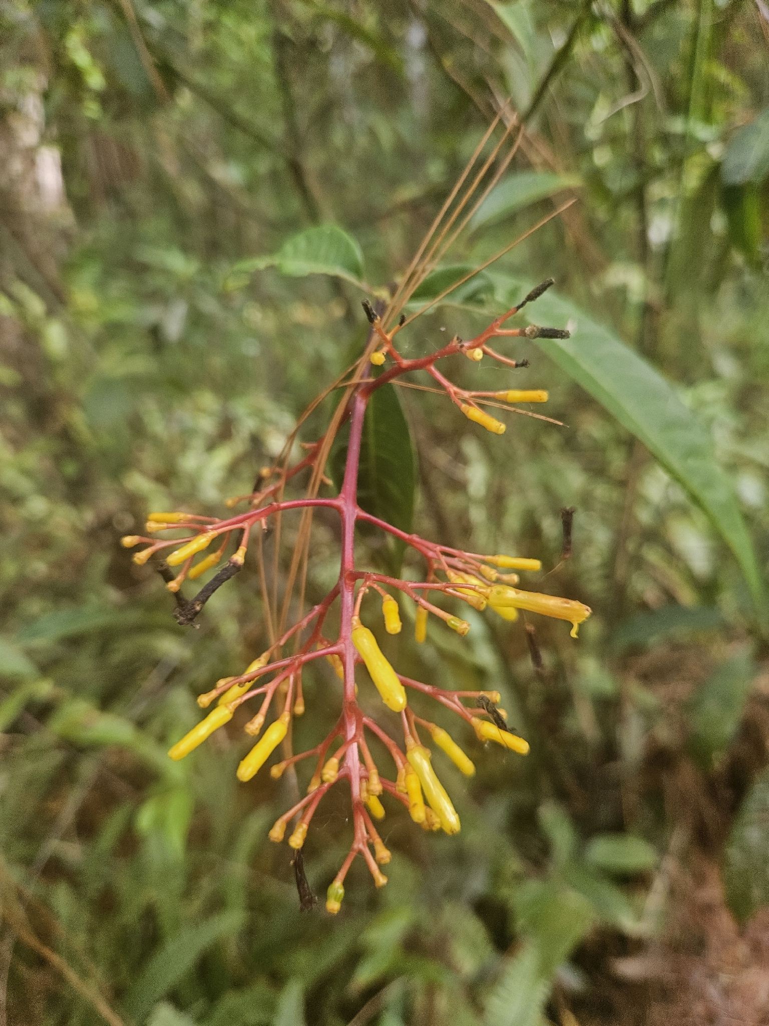 Foto de Palicourea padifolia (Willd. ex Schult.) C.M.Taylor & Lorence