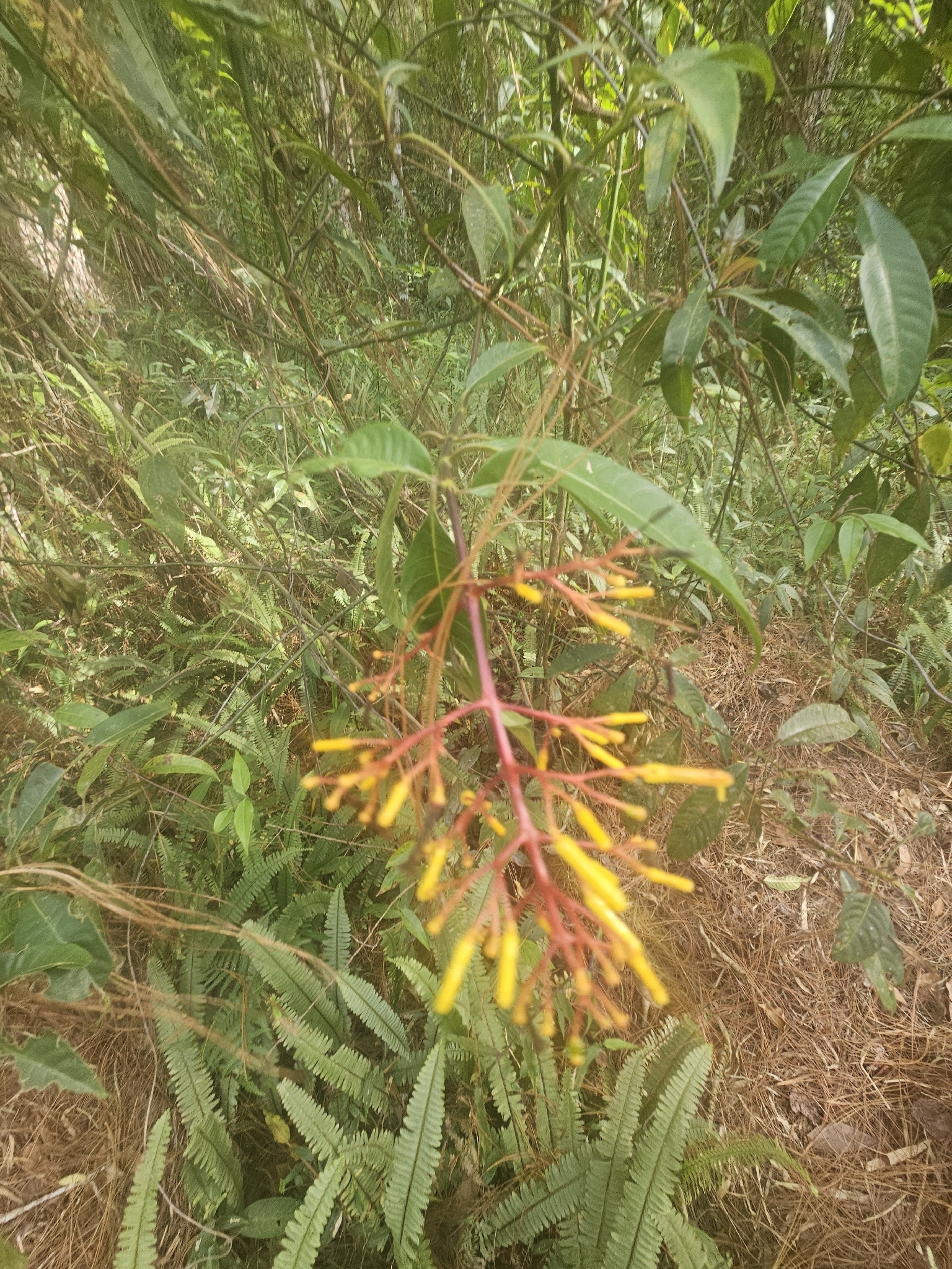 Foto de Palicourea padifolia (Willd. ex Schult.) C.M.Taylor & Lorence