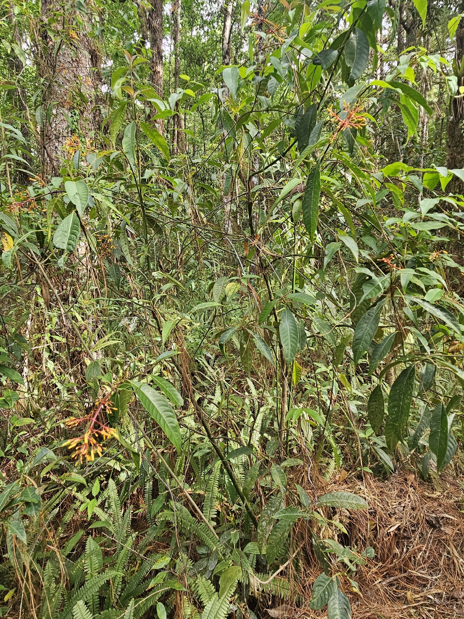 Foto de Palicourea padifolia (Willd. ex Schult.) C.M.Taylor & Lorence