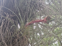 Tillandsia punctulata