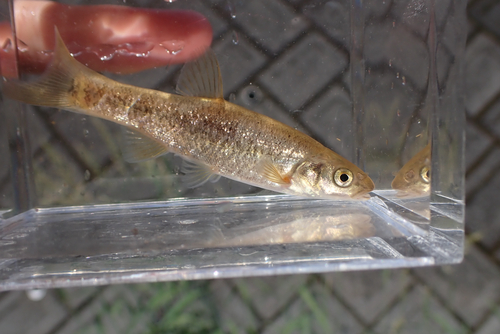 Japanese minnow (Phoxinus jouyi) — Cyprinidae — 4