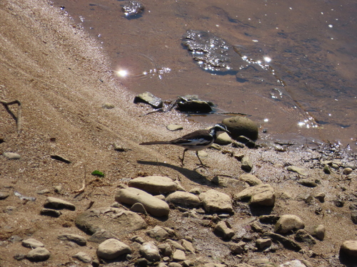 iNaturalist image