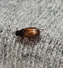Melinopterus