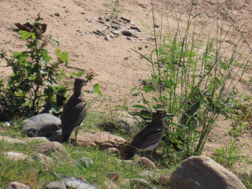 iNaturalist image