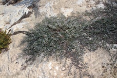 Indigofera sp11