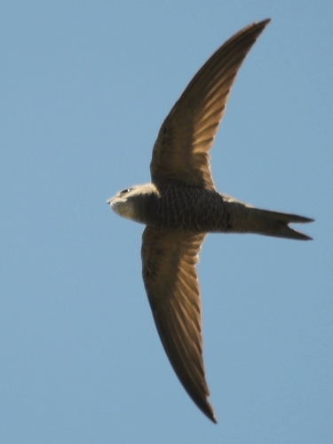 Pallid Swift