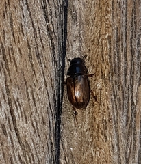 Melinopterus