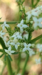 Galium lucidum, photograph (c) Nico Hernandez, some rights reserved (CC BY)