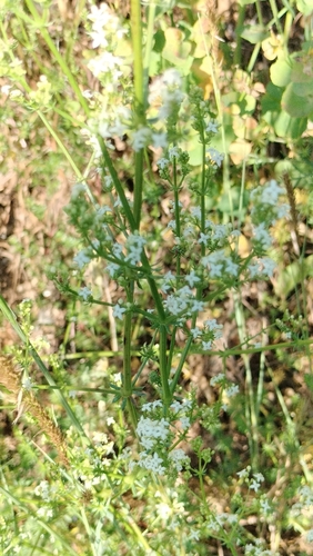 Galium lucidum, photograph 5