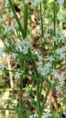 Galium lucidum, photograph (c) Nico Hernandez, some rights reserved (CC BY)