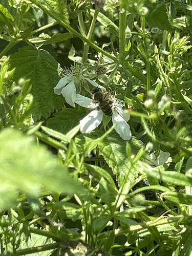 Western Honey Bee