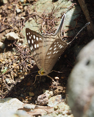 Marpesia merops