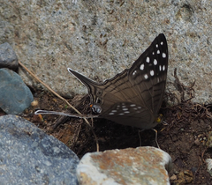 Marpesia merops