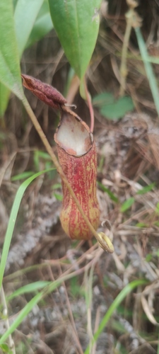 Nepenthes alata observed 2026-05-22