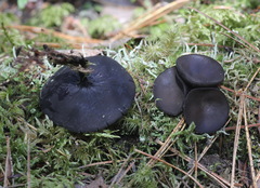 Pseudoplectania melaena