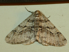 Phigalia titea