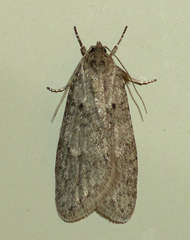 Semioscopis inornata