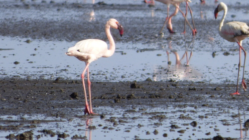 iNaturalist image