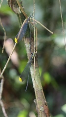 Microstigma