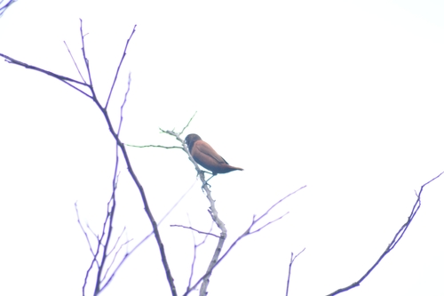 Lonchura atricapilla