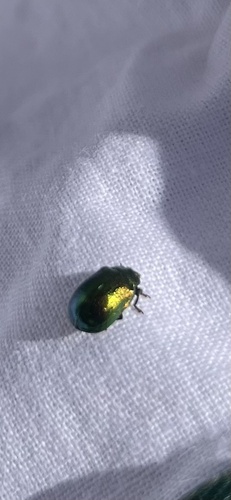 Plagiosterna aenea